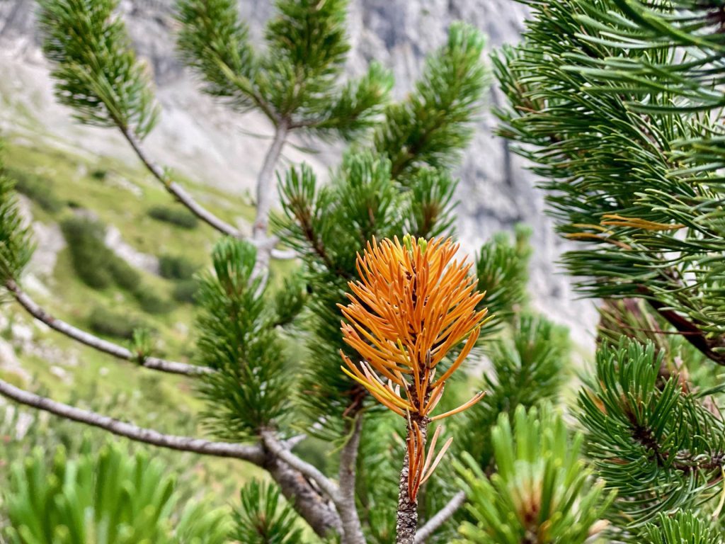 Larch in color
